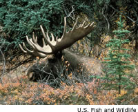 Bull Moose