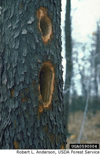 Pileated Woodpecker