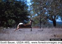 White-tailed Deer