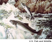 Atlantic Salmon