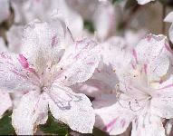 azalea