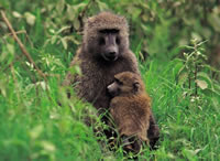 Baboon