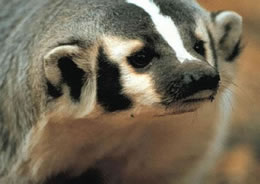 American Badger