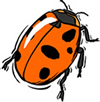 beetle