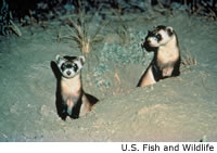 Black-footed Ferret
