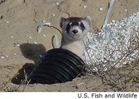 Black-footed Ferret