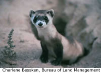 Black-footed Ferret