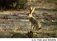 Black-tailed Jackrabbit