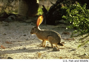 Black-tailed Jackrabbit