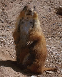 Black-tailed Prairie Dog