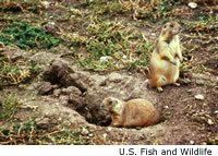 Black-tailed Prairie Dog