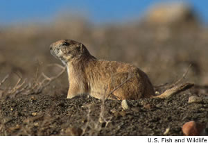 Black-tailed prairie dog