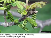 Black Walnut