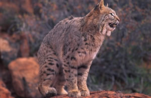 Bobcat