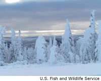 Spruce Forest in Winter