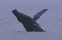 Humpback Whale Breaching