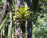 bromeliad