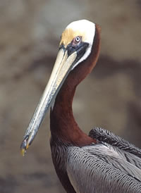 Brown Pelican