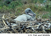 Brown Pelican Chick