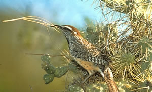 Cactus Wren
