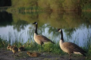 Canada Geese