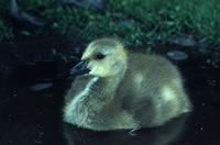 Canada Goose