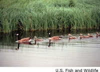 Canada Goose