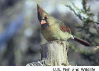 Cardinal