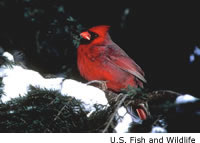 Cardinal