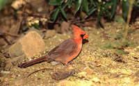 Cardinal