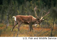 Caribou