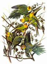Carolina Parakeet