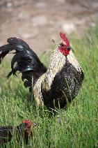 Rooster