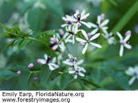 Chinaberry Tree