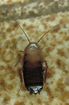 Cockroach