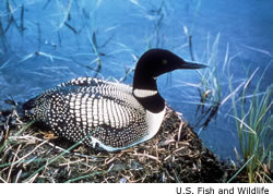 Loon