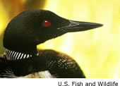 Common Loon