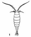 Copepod