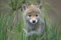 Coyote