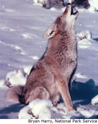Coyote