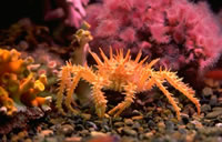 Crab