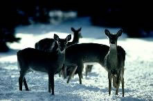 Deer