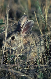 Desert Cottontail