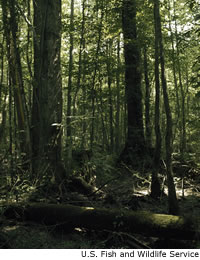 Dismal Swamp
