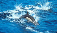 Dolphins