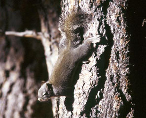 Douglas Squirrel