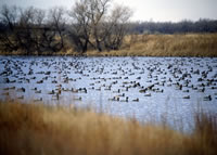 Ducks on a lake