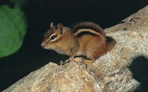 Eastern Chipmunk