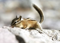 Chipmunk