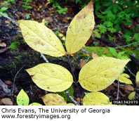 Eastern Sweet Shrub
